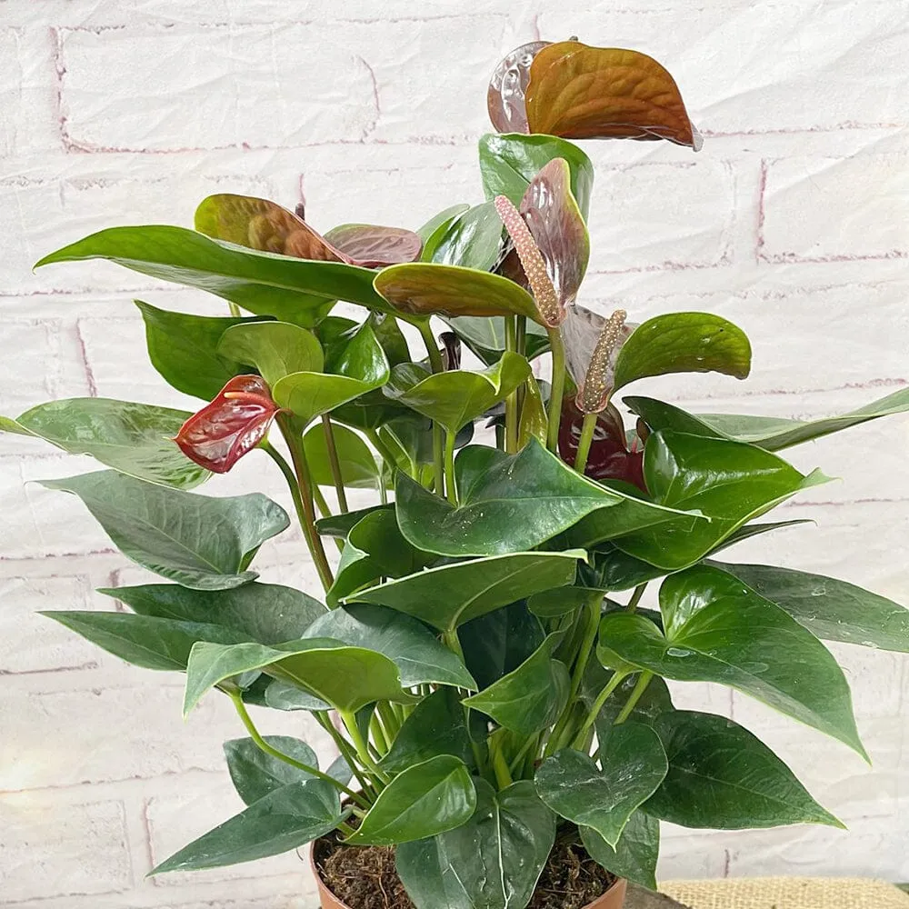 30 - 40cm Anthurium Deep Red Flower 14cm Pot House Plant