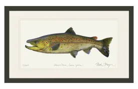 Brown Trout Print