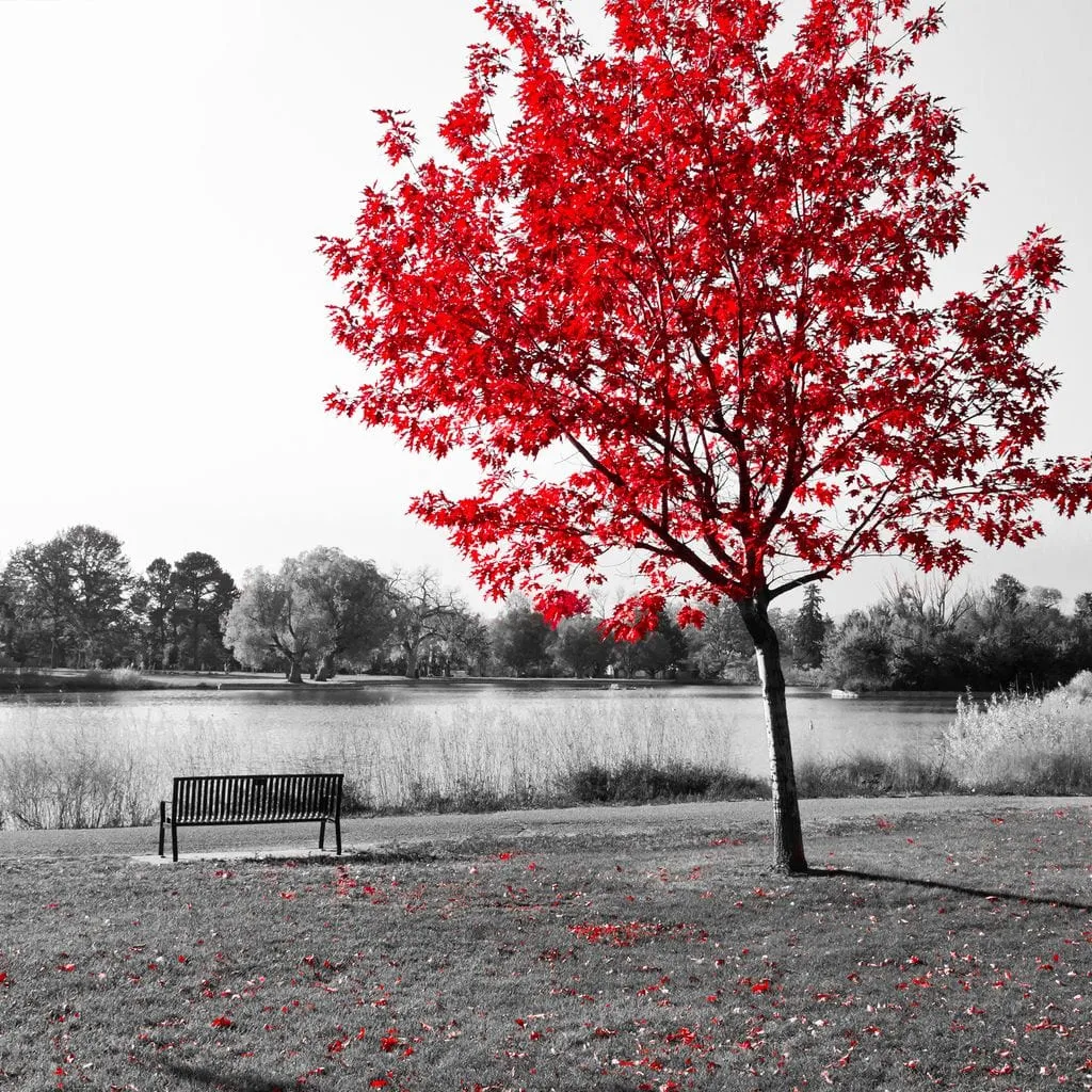 Calm View By The Red Tree